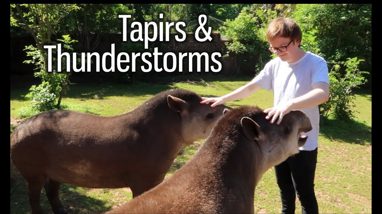 Tapirs & Thunderstorms