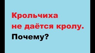 Самка не кроется. Почему крольчиха не идёт в случку. Одна из частых причин. Самка не кроется. Почему крольчиха не идёт в случку. Одна из частых причин.
