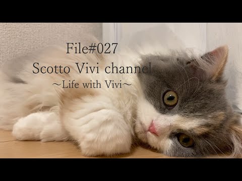 File#027～長毛スコティッシュフォールドの平日の過ごし方（6/29～7/3）～Life with cat