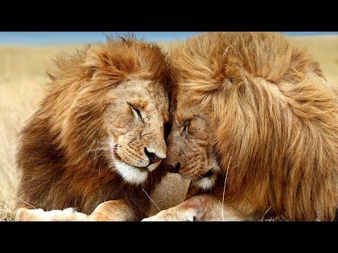ვიდეო: როგორ ცხოვრობენ ლომები