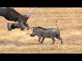 How Eagle Attack Warthog In The Wild