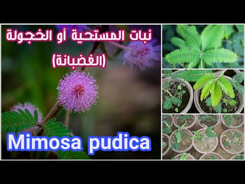 Mimosa pudica  | النبتة الخجولة أو المستحية. معلومات عنها وكيفية عيشها