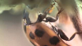 Macro test - Ladybug