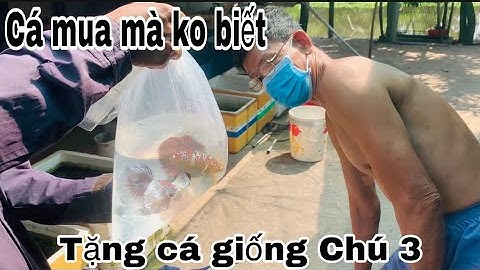 Thăm trại cá chú 3 lục bình-Món quà ý nghĩa của A Nhựt hàng xóm