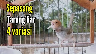 SERU !!, PRENJAK GACOR [ Sepasang Prenjak Gacor Tarung di Alam Liar, Lagu Bervariasi ]