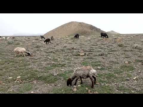 دا هم یوه خوندوره وډیو Like