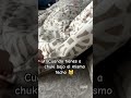 Cuando tienes a chuki bajo el mismo techo alias Michi funny share foryou #fyp #short #viral #music