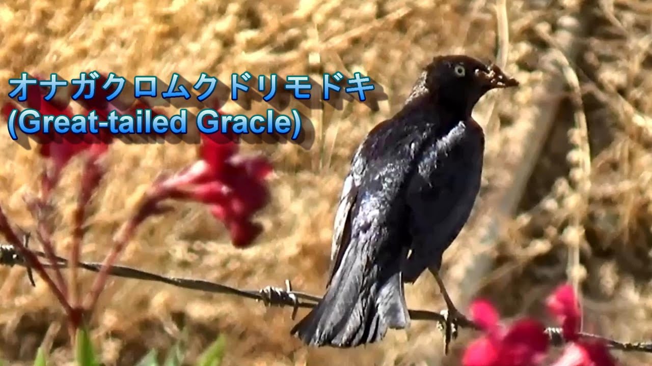 オナガクロムクドリモドキ (Great-tailed Grackle)、カリフォルニアの
