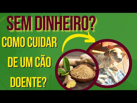 Vídeo: As 7 principais dicas deste veterinário para poupar dinheiro em cuidados de saúde para animais de estimação