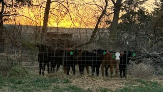 Weaning Bottle Calves on the Ranch