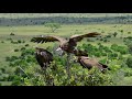 Perfect landing of the hooded vulture