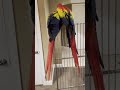 Scottie &amp; Louie Scarlet Macaw Preening Session