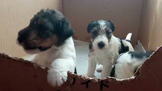 よちよちWireFoxTerrier by Kerry 575 views 1 year ago 2 minutes, 39 seconds