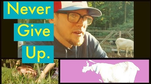 Never Give Up. (pt. 3 of the goat saga) (Homestead) (goats) (never give up)