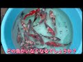 錦鯉　当歳健康チェック　昭和　koi