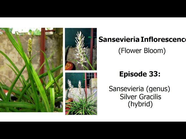 sansevieria xxl XXL Tropical Plants (25cm): Urban Jungle Vibes – Jardineries Botanix main image 1