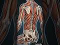 What Sitting Does To Your Spine 😳 #shorts #facts