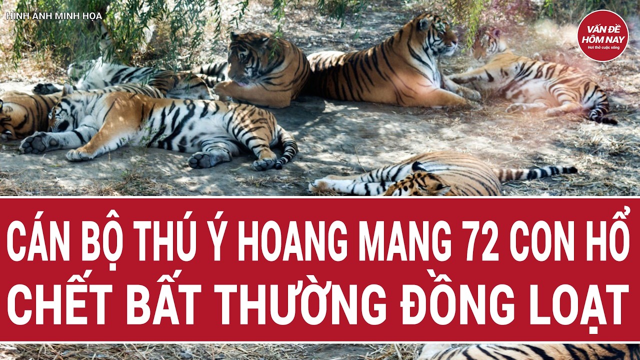 Thời sự hôm nay: Cán bộ thú ý hoang mang 72 con hổ chết bất thường đồng loạt
