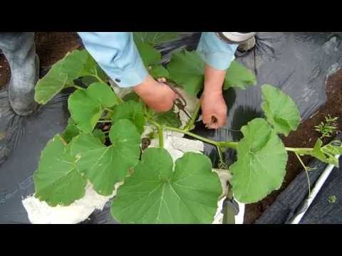 カボチャの3本仕立て栽培 整枝の仕方 Youtube