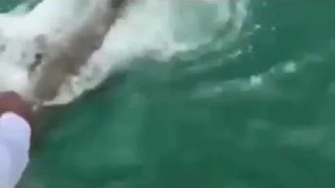 Massive Grouper Fish Eats 3 Foot Shark Off  The Coast of Florida's Everglades