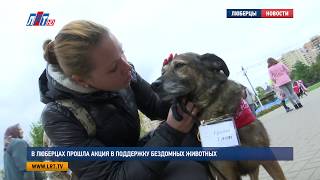 В Люберцах прошла акция в поддержку бездомных животных В Люберцах прошла акция в поддержку бездомных животных