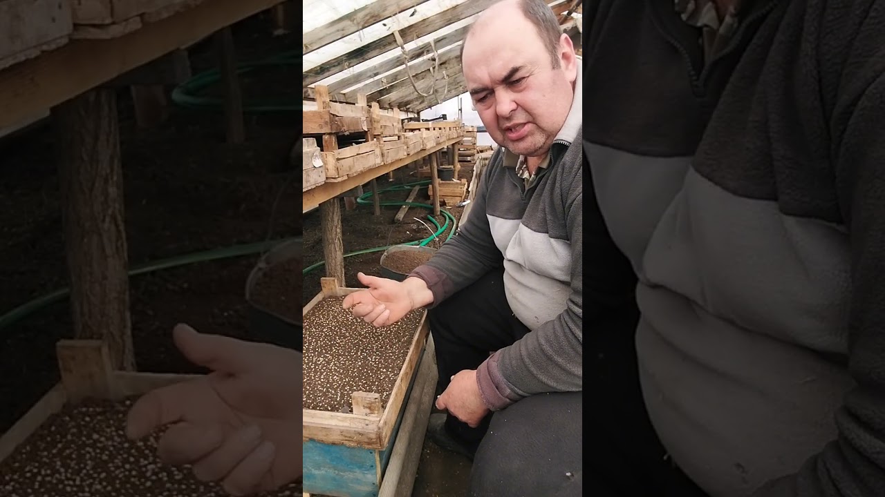 @ НАЙКРАЩІЙ ПОМІДОР СЕРЕД РАННІХ СОРТІВ