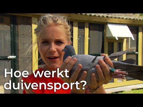 Hoe werkt duivensport? | Doen Ze Dat Zo? | Het Klokhuis