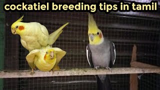 Cockatiel breeding in tamil#cockatielbreeding@yasmaking