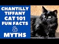 Chantilly-Tiffany Cats 101 : Fun Facts & Myths の動画、YouTube動画。