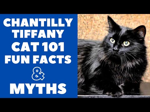 Video: Chantilly (o Tiffany) Cat Breed Hypoallergenic, Health And Life Span