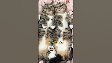 Decoding Your Cat