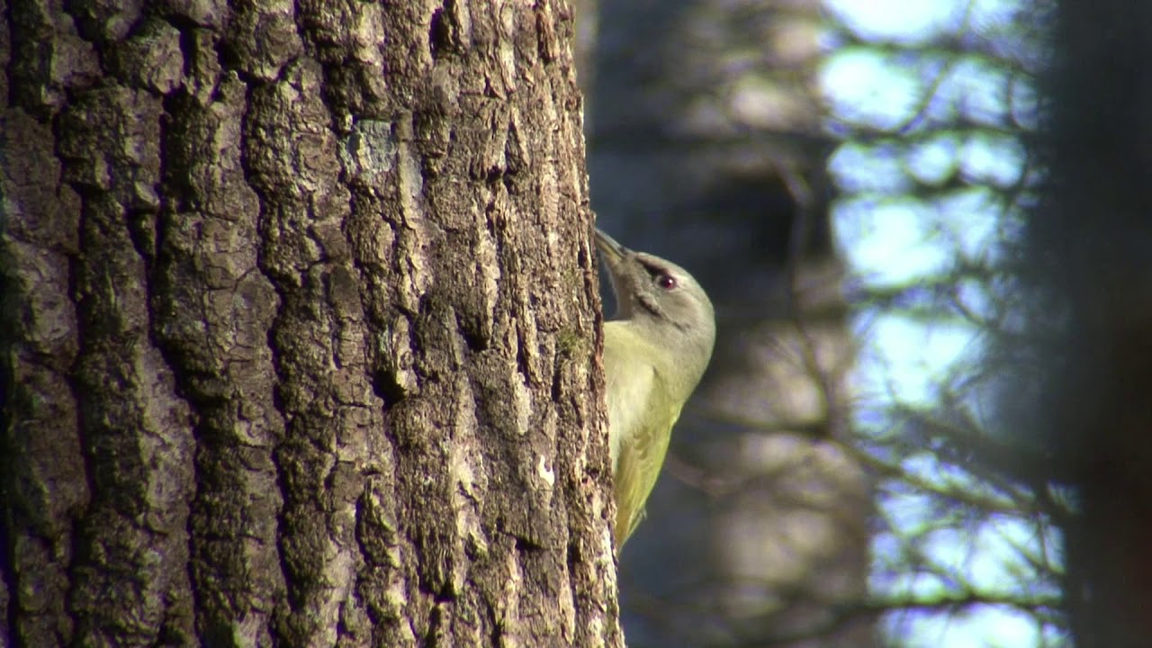 HACKSPETTAR  Woodpeckers  Klipp - 2634