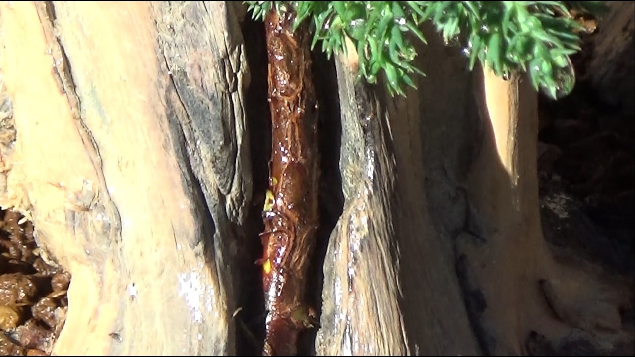 Cómo hacer Tanuki - Séptimo paso: Adosado del plantón y plantado