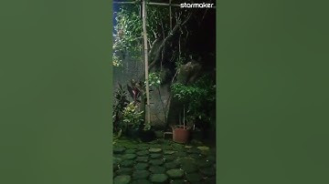 langgam layung