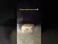 Дәу қасқыр екен 😱 #animals #automobile