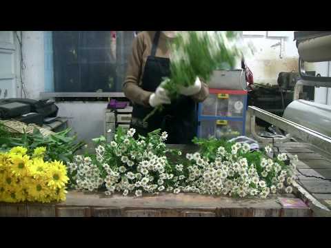 Video: How To Grow A Chrysanthemum From A Bouquet At Home