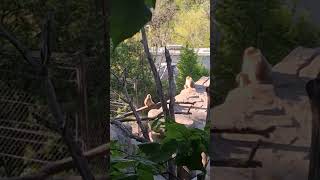 Three beautiful monkeys at Schönbrunn Zoo, Vienna. #short#