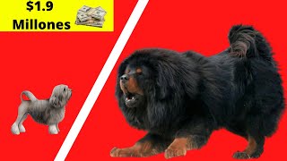 TOP 20 Perros más caros del mundo. Razas de perros más caros del mundo. Perros costosos