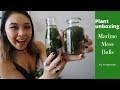 Plant unboxing marimo moss balls  ilovejewelyn