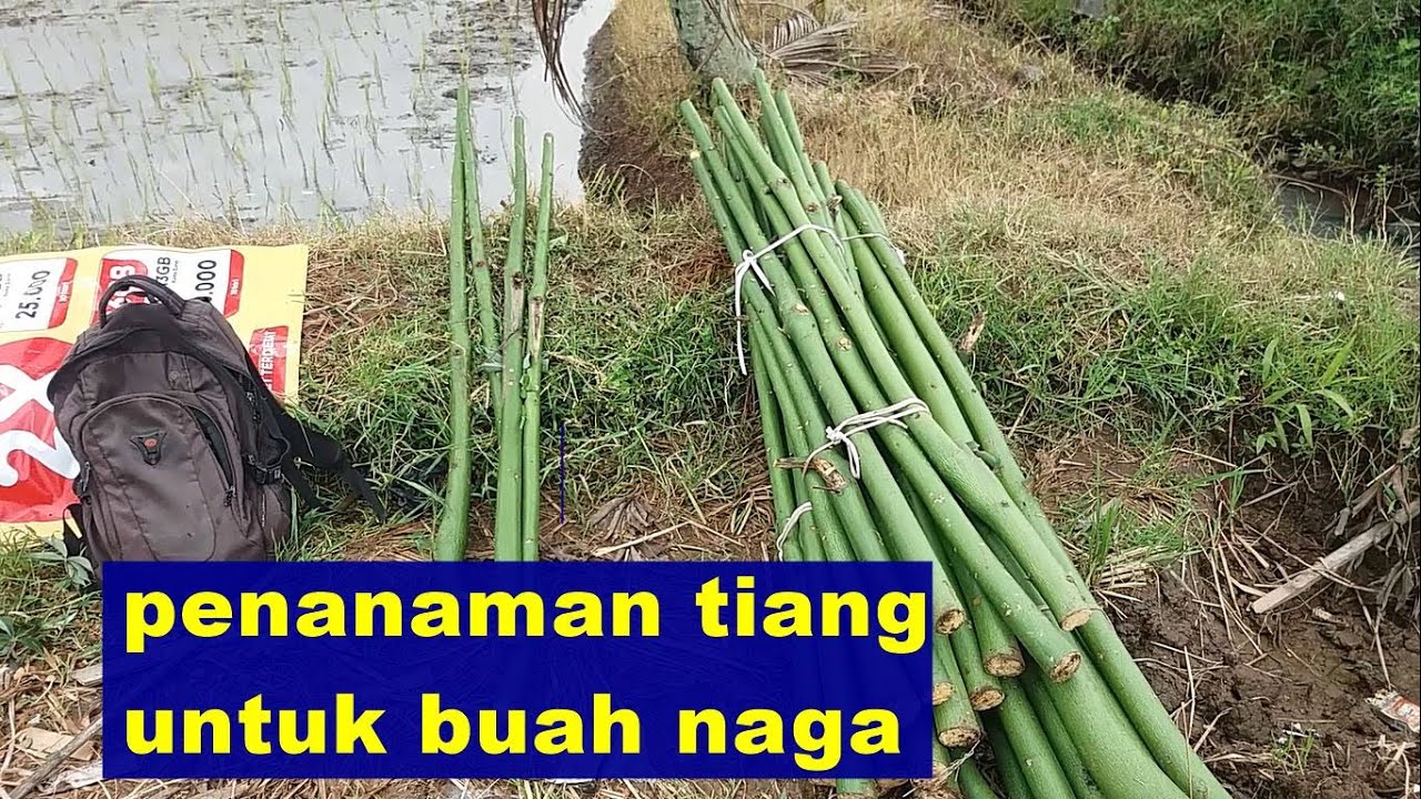 dragon fruit garden | buah naga - penanaman tiang randu untuk penyangga buah naga