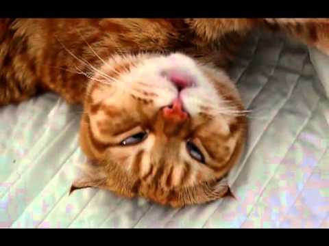 Drunk Cat - YouTube