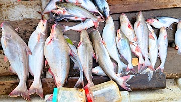 Câu Cá Basa Gặp Bầy Cá Hú Háo Ăn Như Cá Nuôi, Chuyến Đi 30 km.