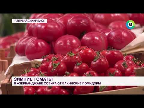 В Азербайджане собирают урожай бакинских помидоров