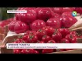 В Азербайджане собирают урожай бакинских помидоров