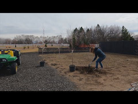 Video: Abrikosų vaismedžių purškalas: ką purkšti ant abrikosų medžių sode