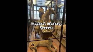 vienna natural history museum #travel #shorts