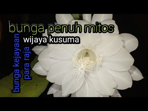  Bunga  Wijaya  kusuma  mekar  YouTube