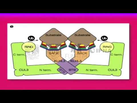 Vídeo: La síndrome de Gitelman és hereditària?