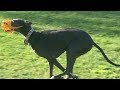 Greyhounds chase the fastest husky at a dog park