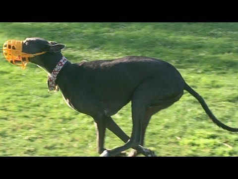 greyhounds-chase-the-fastest-husky-at-a-dog-park